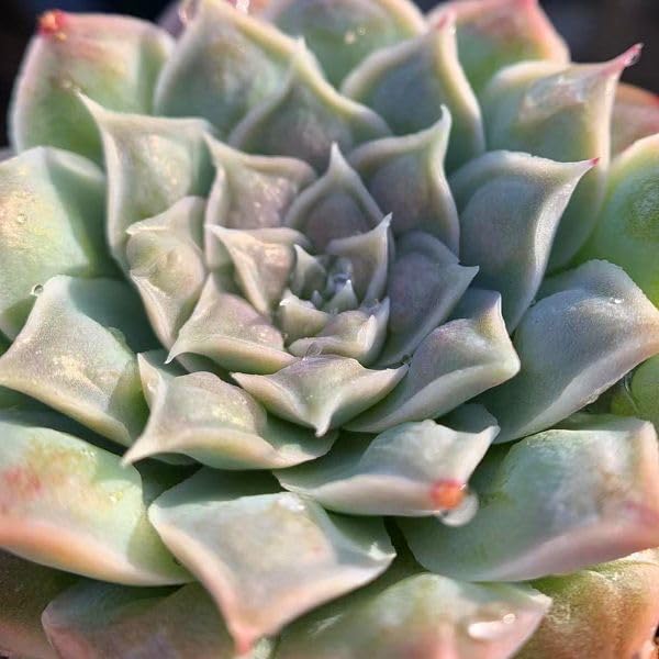 Amazon.co.jp: 農園直売 多肉植物 寄せ植え エケベリア属 ハート